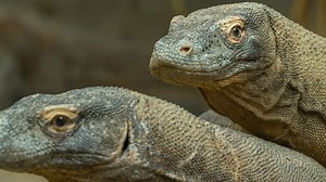 Komodovaraan – Een Aziatische Wildernisroofdier van Dichtbij