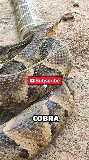 THE MOST DANGEROUS ANIMALS IN BRAZIL #curiosities #animals