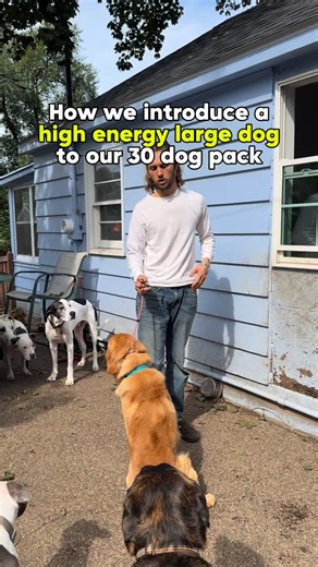 50K views · 247 reactions | Got a dog that doesn’t know when to stop?  When a dog is frantic, more freedom isn’t the answer. We pause the fun and calmly remove them from the action - away from the pack and the excitement. This quiet break lowers their arousal and teaches that calm choices earn time with the group. Structure first, freedom as the reward. . #dog #dogtrainer #dogtrainingtips #puppytraining #doglover #dogpack #doghealth #dogpsychology #viral | Cherry Hoggs | Facebook