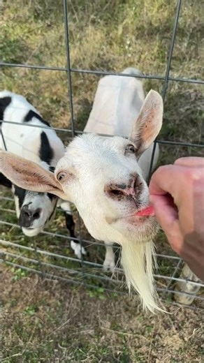 Why Goat Lips Are Revolutionizing Science