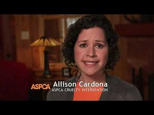 ASPCA TV Spot, 'This Winter' Featuring Allison Cardona Commercial 2014