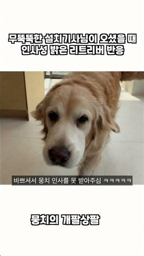 How a friendly Retriever reacts when a stoic technician visits
