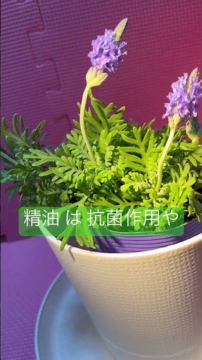 【 多年草 】 レースラベンダー ( Lavandula multifida ) 室内撮り #植物のある暮らし #plants #ガーデニング