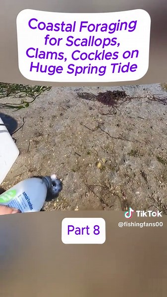 Coastal Foraging for Scallops, Clams, Cockles on Huge Spring Tide#Vlog#seafood#fishing#catchandcook