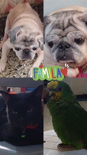 Gracias a Dios mi familia y yo salimos victoriosos del terremoto del 24 junio en Venezuela❤️‍🩹 No creo que sea suerte, sé que Dios tiene un propósito para nosotros. Agradezco a Dios que me regale más tiempo con mis tesoros y que después de toda esta situación ellos están sanos, intactos y junto a mí y me siento profundamente bendecido de tener en mi vida a mis cuatro fieles compañeros. Hoy abrazo a todas esas personas que han perdido un ser amado en medio de esta tragedi4. Les mando todo mi amo