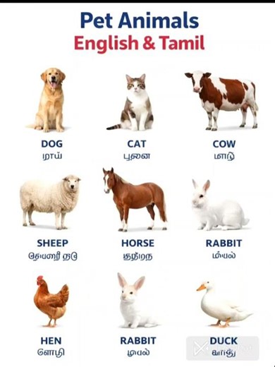 Pet Animals Name in English & Tamil | Domestic Animals for Kids | Learn Easily