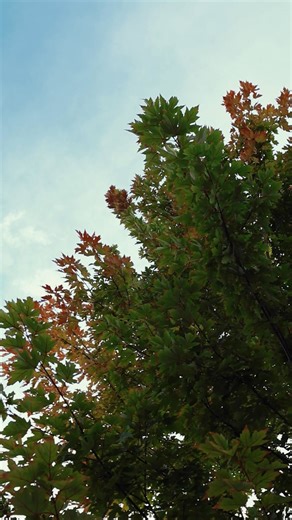 Fall at Foothills is a magical time. 🍁🎃🌙 | Foothills