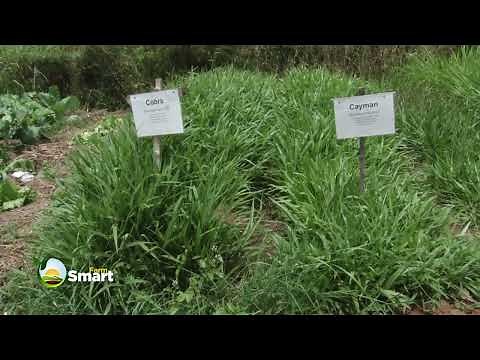 Pastures: Identifying Different Types Of Grasses For Livestock - Cattle Farming