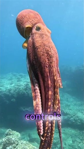 Are octopuses aliens ? 🐙🐙