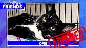 Opie chose his new human and has new home | Forgotten Friends