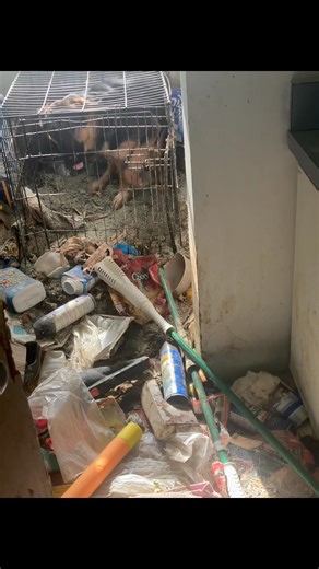 7K views · 225 reactions | Jayce pt. 1 We are hoping all of you will stand behind this sweet dog. We have so much to share so I have broken it up into several parts. Please follow along. We are not sure how many bumps he will hit along the way. But we are here for it. We are here for him. Are you? HUGE thanks to Lincoln and Cumberland animal controls. #animalcruelty #dog #dogs #dogrescue | Handsome Dan's Rescue for Pit Bull Type Dogs | Facebook