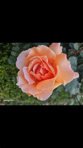 Springtime in the garden-colours return. | Gardens Revisited | Facebook