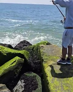 96K views · 416 reactions | Atlantic City #Bluefish #mayhem...