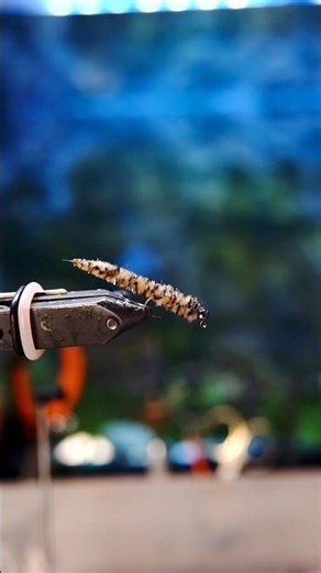 How to tie the Mop Ned Rig Fly #mopfly #nedrig #flytying #flyfishing #bassonthefly #tutorial #texas