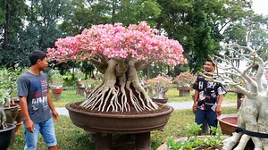 14K views · 456 reactions | Đây là 1 trong những chậu đẹp nhất vườn này, bạn đánh giá thế nào? Nguồn: https://www.youtube.com/user/nuwatjaoka | Bonsai Vietnam | Facebook