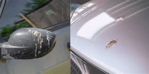 Birds Poop on Some Cars More Than Others — and Apparently, It’s Personal | 107.5 Kool FM