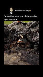 Crocodile eyes are built for ambush 👀🐊 Vertical pupils, night vision like a sniper, and the skill to see underwater too 🌊 Basically, nature gifted them the ultimate surveillance system and the power to devour anything in their path 😳 📽 Via: @jackswynnerton - #crocodile #wildlife #nature #animals | How History Is Created