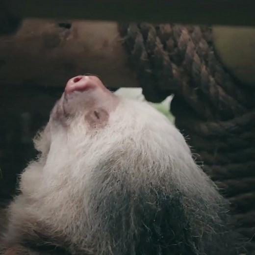 🦥 Selvatura Park: Sloth Sanctuary | Monteverde, Costa Rica 🇨🇷🙌🏽