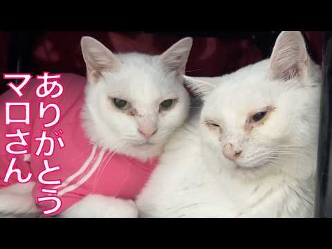 不調の珍獣、亡くした相棒の存在感 Our spacecat