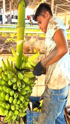 Harvest Banana 🍌 #Harvest #growway #fruit #Banana #shorts #subscribe #everyone