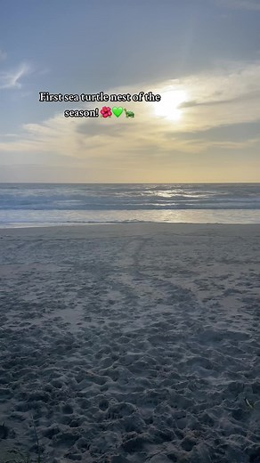 Who can spot the turtle tracks? 💚🐢🌺🥥 #seaturtle #greenseaturtle #babyturtle #babyhatchlings #marinebiology #marinebiologist #marinebio #oceantok #turtle #fyp #foryou #foryoupage