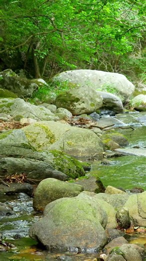멈춰진 자연의 시간 속으로 🌿 4K 숲속 물소리 ASMR
