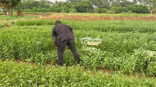 Broooo, ayoyo is highly profitable but a lot of farmers underrate it oooooh. It's a crop that you can harvest multiple times 😳🙄 | The Ghanaian Farmer