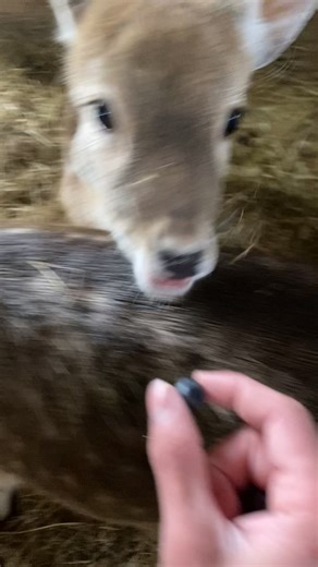 Adorable Deer Fawn Moments in Daily Cuteness Part 241