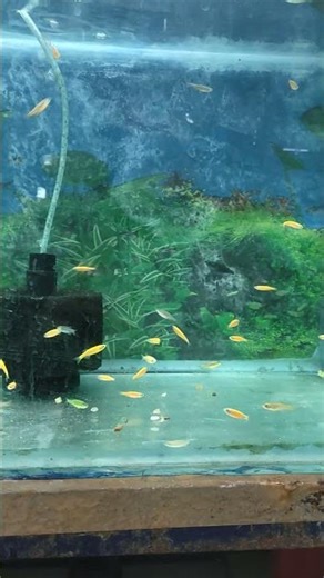 “Zebra Tetra Schooling Like a Storm – Viral Clip!”