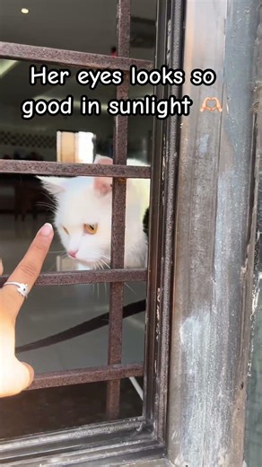 ‪@Jimmy-the-cat4‬ #cat #slowlife #love #trendingshorts #funny #eyes