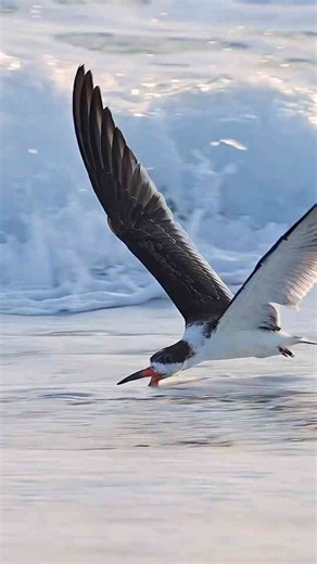 Black Skimmer’s Crazy Catching Technique—Did It Work?