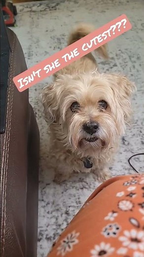 Lhasa Apso and Poodle Mix