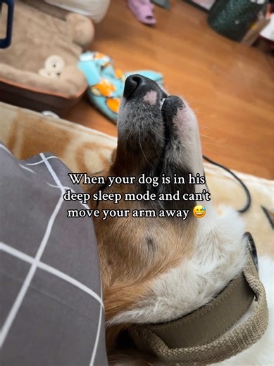Corgi's Deep Sleep: When Pets Can't Move