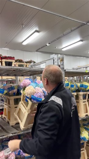 This upcoming week @alkemade_hogewoning_flowers takes the stage as our 𝗚𝗿𝗼𝘄𝗲𝗿 𝗼𝗳 𝘁𝗵𝗲 𝘄𝗲𝗲𝗸! 💚 As one of our Preferred Partners, this grower stands out with a broad and colourful range of flowers! 🪻 Quality flowers, available all year round: hydrangea, chamelaucium (wax flower), carnations, gypsophila, you name it! 👉 Discover it now in our webshop! #floral #flowers #grower #flowertrade #worldwidefloral #freshflowers #hydrangea #chamelaucium #carnations #waxflowers | OZ-Hami