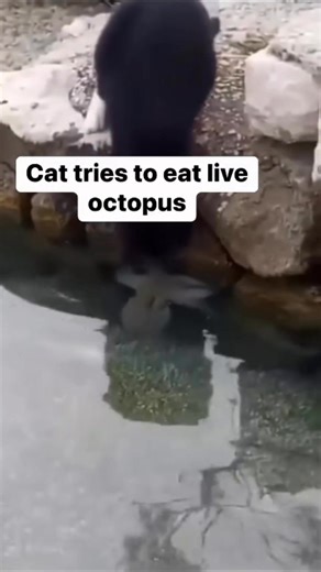 Octopuses are definitely not easy prey but everything tries to eat them anyways #octopus #petoctopus #thereefdoc #cat | The Reef Doc