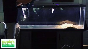 180 reactions · 12 shares | ...tank on | Dustin's Fishtanks | Facebook