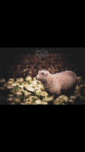 Adorable Sheep Moments Caught on Camera