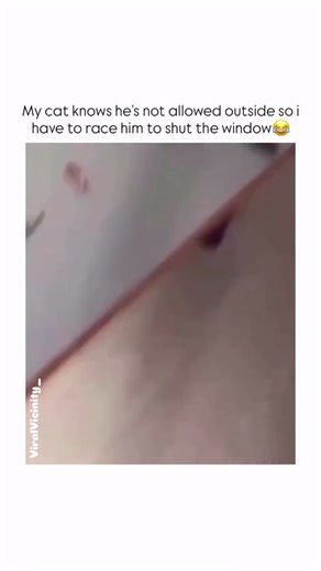 Viral Vicinity on Instagram: "This video is a short, humorous clip that captures a clever and agile cat making a swift exit from a room. It begins with the person filming running quickly through a house, the camera shaking to convey a sense of urgency as they move through a doorway and into a bedroom. As they approach a closed window, you can see their hand reach out to slide the window pane open. Immediately, a fluffy, grey-and-black tabby cat appears on the windowsill. Without a moment’s hesit