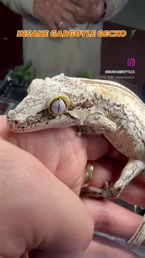 Ridiculous Gargoyle Gecko 🦎 by Luquillo Exotics