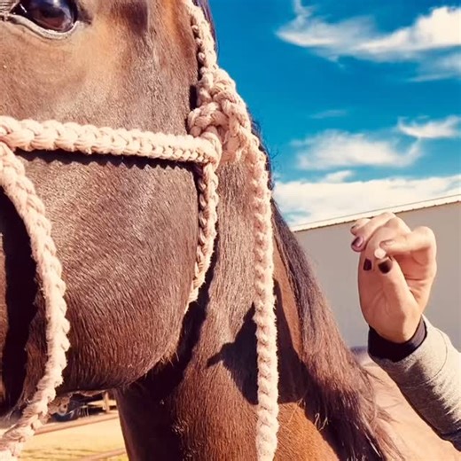 🌟Sound BUT Sore 🌟 How frustrating is a bad run or a horse that doesn’t work the rope?! You schedule an appointment with your vet and the lameness exam is unremarkable.....great, your horse is sound but something is still off...now you’re even more frustrated...you consider is it you, is it the saddle fit....stomach ulcers....just a bad day? By combining traditional veterinary medicine with a chiropractic exam and acupuncture scan, TEqLC is able to offer a tailored work up and treatment plan to