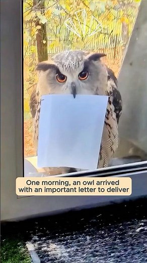 This couple rescued a helpless baby owl and gained a lifelong friend