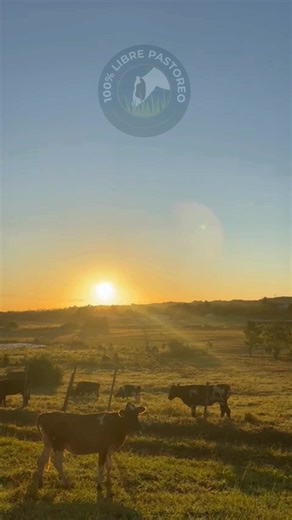 Como nos encantan estos paisajes que nos regala la naturaleza, no hay nada más bonito que ver cómo nuestras vacas disfrutan de este bello amanecer. #IndustriaLecheraPR Cuéntanos, ¿a ti también te gusta disfrutar de los amaneceres? 🌅 | Leche Fresca