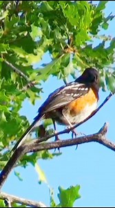 3.5K views · 101 reactions | Alarm call Spotted Towhee #reels #birds #sounds #nature #singing | Okicau | Facebook