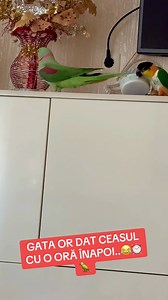 1.3K views · 1.9K reactions | #Pipo 列 #PipoMotivațional  #ZborCuPipo  #EnergiePozitivăCuPipo ☀️ #PipoTeFaceSăZâmbești  #ClaudiaMaierTeam  #PutereaLuiPipo  #PapagalulMotivației ✨ #ZborSpreSucces ️ #FiiCaPipo  #PipoInspirație  #FericireÎnZbor  #PipoEnergieBună ⚡ #MotivațieCuAripi  #PipoMomentDeBucurie  @reper | Claudia Maier | Facebook