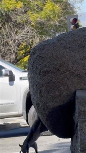 Jumping Grey Squirrel