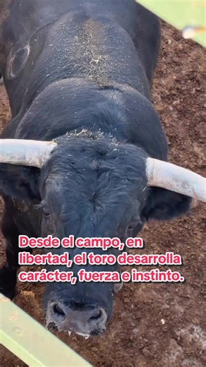 🌾 La bravura del toro de lidia nace mucho antes del ruedo. Desde el campo, en libertad, el toro desarrolla carácter, fuerza e instinto. No espera una plaza para ser bravo ni necesita un escenario para demostrarlo. Esa bravura lo acompaña en cada paso, en cualquier lugar. Reducir su esencia solo al momento de la lidia es desconocer su origen, su genética y su comportamiento. 👏🏽 #ToroEcologia #Tauromaquia #CampoBravo #ToroDeLidia