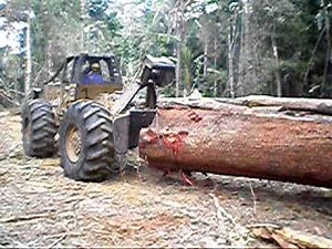 Skidder logging a large tree in a tropical forest, rain forest