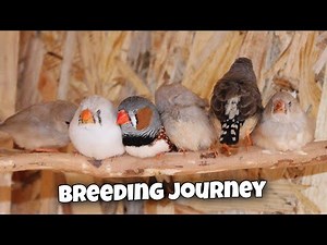 My Zebra Finch Breeding Journey