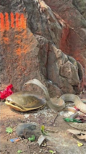 Turtle Vs Cobra Snake Fight 🐍😱#shorts #youtubeshorts