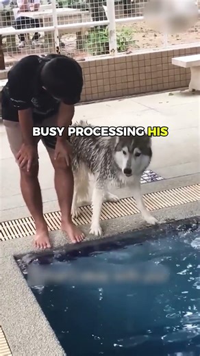 Dog’s dramatic reaction at the pool took an unexpected turn! 🤯💛 #cuteanimals #husky #pets